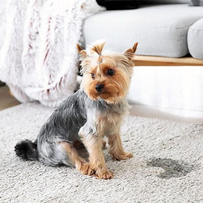 Brief Guide On How To Clean Dog Pee From Carpet