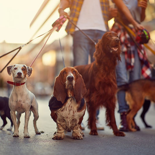 Leash Train Your Puppy – All You Need to Know In 2021