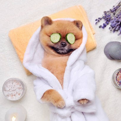 Noble Pawtrait’s Guide To Give Your Pet A Good Massage