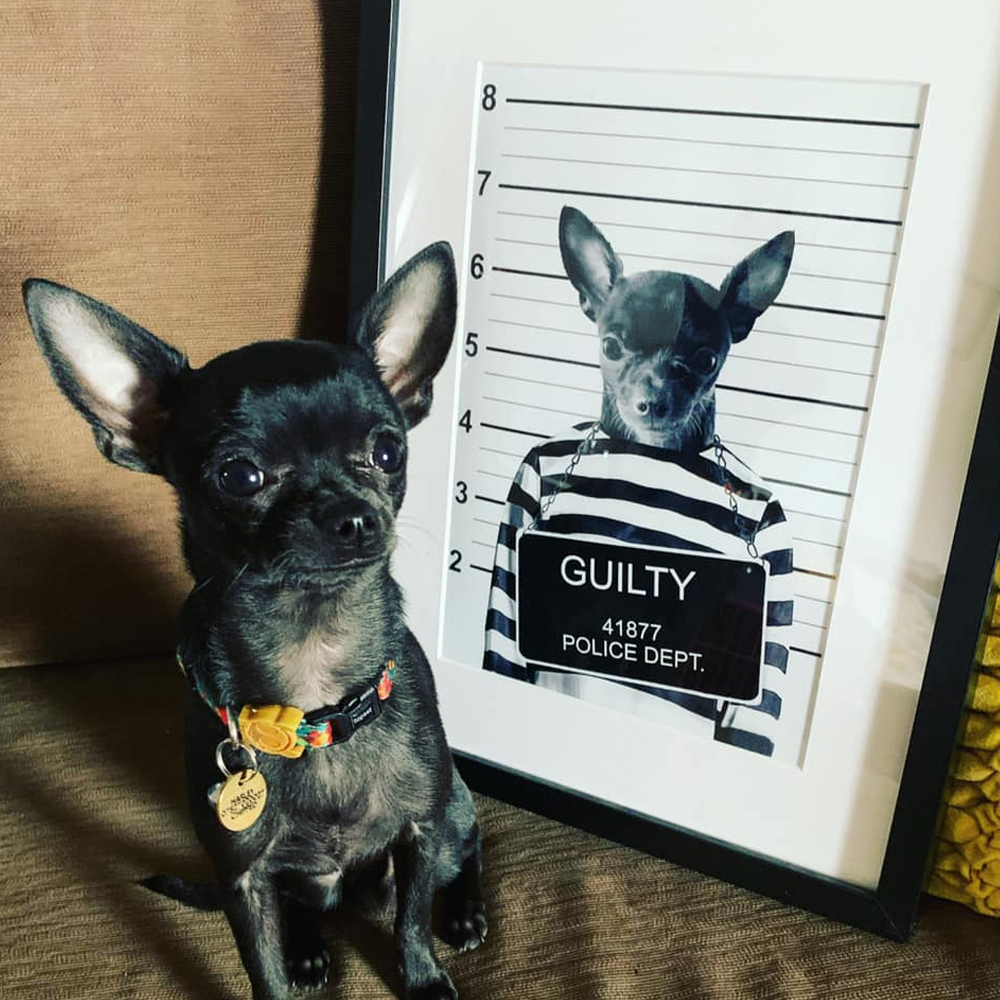 The Bad Boy Custom Pet Portrait - Noble Pawtrait