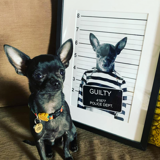 The Bad Boy Custom Pet Portrait - Noble Pawtrait