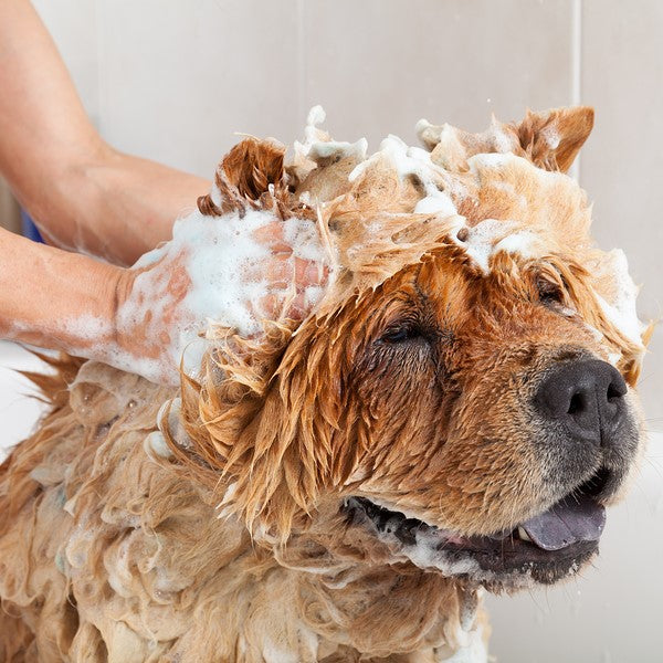 2021 Best Guide On Dog Flea Treatment