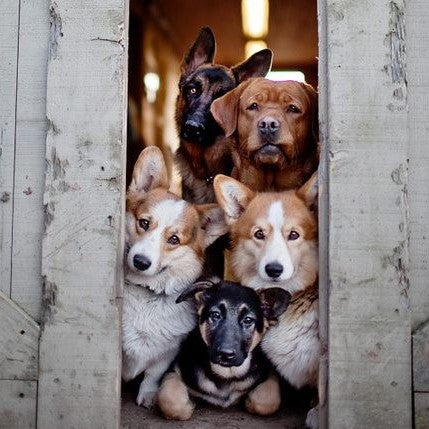 5 Tips To Train Your Dog To Be Home Alone