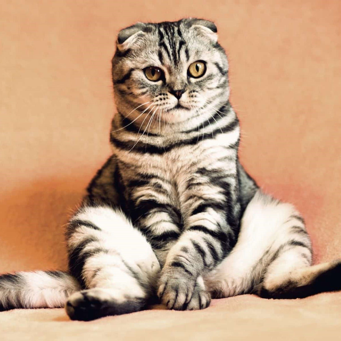 Cat Stress Symptoms And Relief