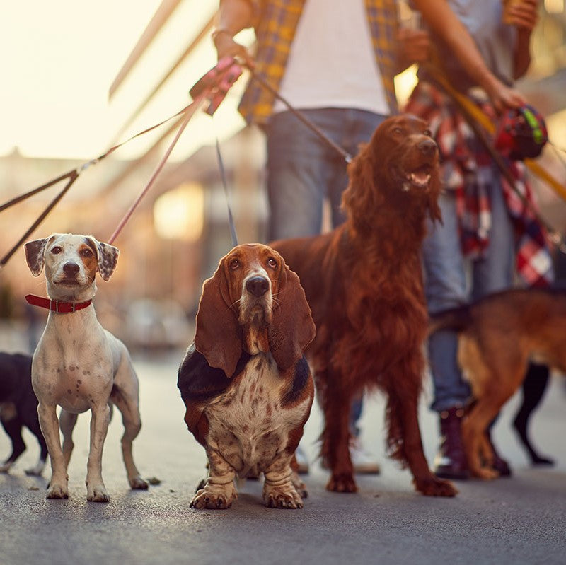 Leash Train Your Puppy – All You Need to Know In 2021