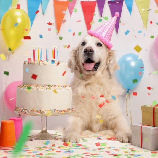 Top 5 Easy Dog Birthday Cake Recipes in 2021